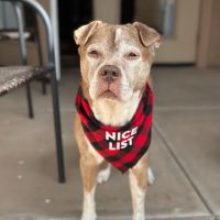 Lovet Pet Health Care - Signal Butte ico