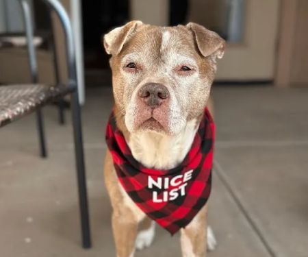 Lovet Pet Health Care - Signal Butte