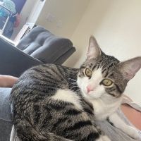Legacy Animal Hospital ico