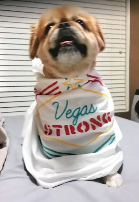 Eastern Veterinary Emergency Hospital Picture 7
