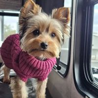 Park Animal Hospital ico