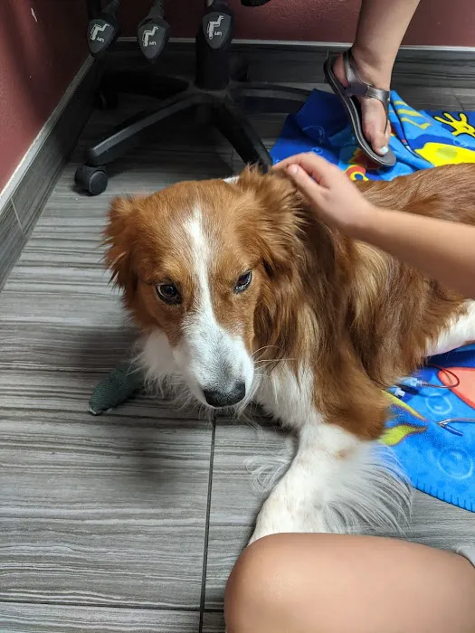 Park Animal Hospital Picture 5