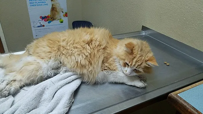 Park Animal Hospital Picture 3