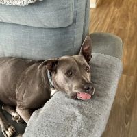 Pebble Maryland Animal Hospital ico