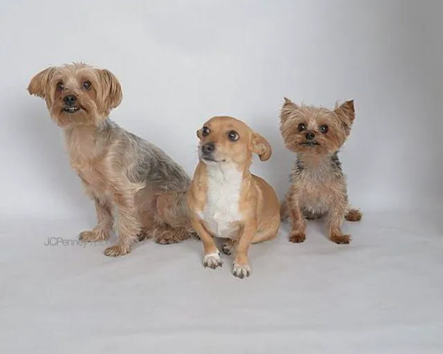 Pebble Maryland Animal Hospital Picture 7