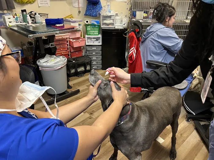 Las Vegas Veterinary Specialty Center Picture 2