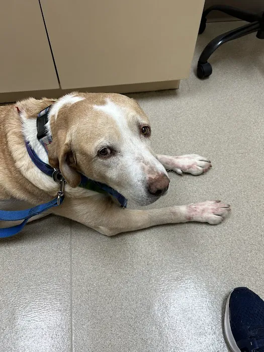 Veterinary Emergency + Critical Care Picture 4
