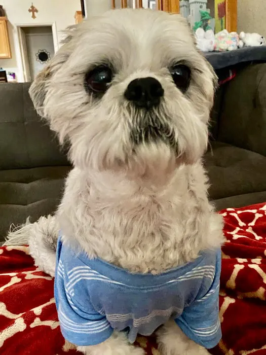 VCA Blue Cross Animal Hospital Picture 2