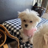 VCA Blue Cross Animal Hospital ico