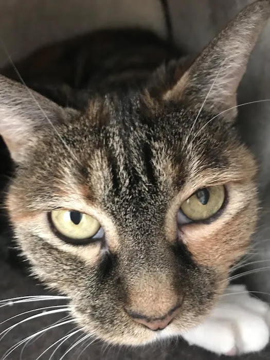VCA Blue Cross Animal Hospital Picture 10