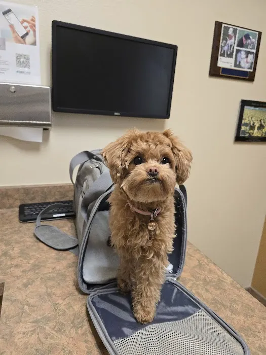 Siena Animal Hospital Picture 4