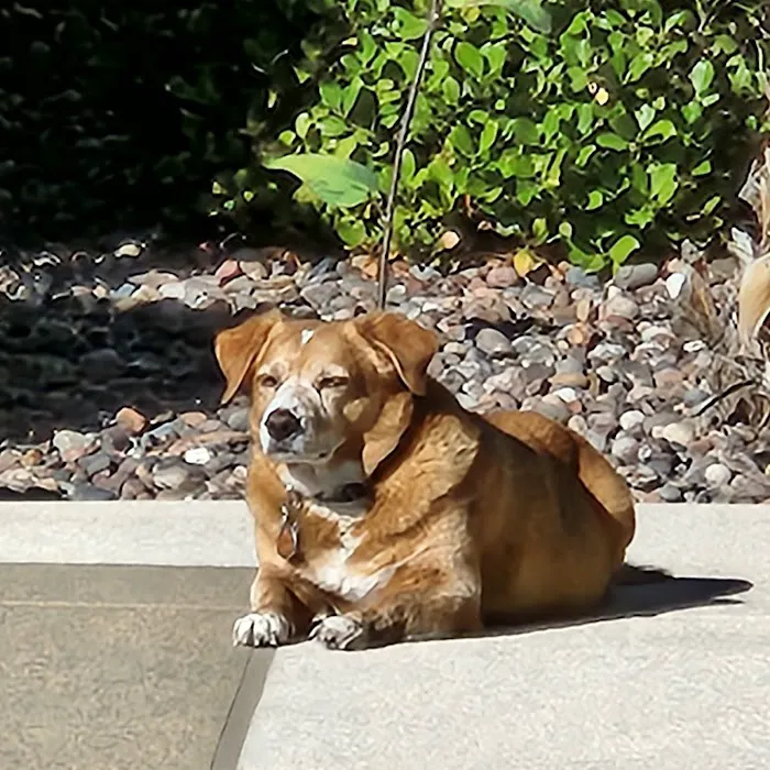 VCA Hualapai Animal Hospital Picture 4