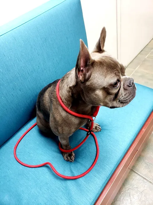 VCA Hualapai Animal Hospital Picture 3