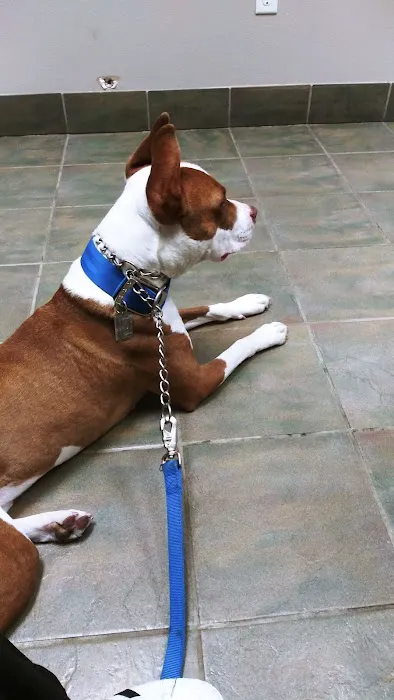 VCA Hualapai Animal Hospital Picture 8