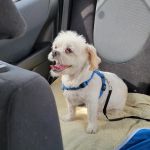VCA Hualapai Animal Hospital: Strobeck Steven DVM