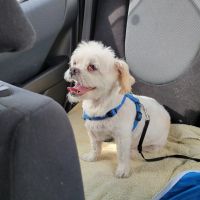 VCA Hualapai Animal Hospital: Strobeck Steven DVM ico