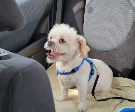 VCA Hualapai Animal Hospital: Strobeck Steven DVM