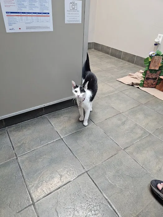 VCA Hualapai Animal Hospital: Strobeck Steven DVM Picture 2