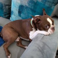 Vetco Vaccination Clinic ico
