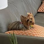 Grand Montecito Animal Hospital