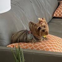 Grand Montecito Animal Hospital ico