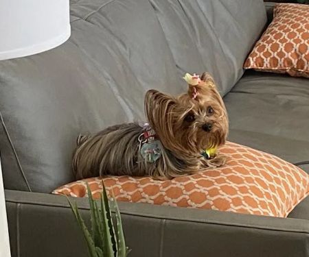 Grand Montecito Animal Hospital