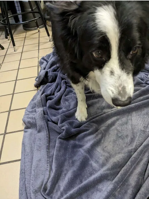 Grand Montecito Animal Hospital Picture 3