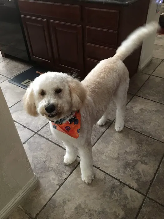 Grand Montecito Animal Hospital Picture 5