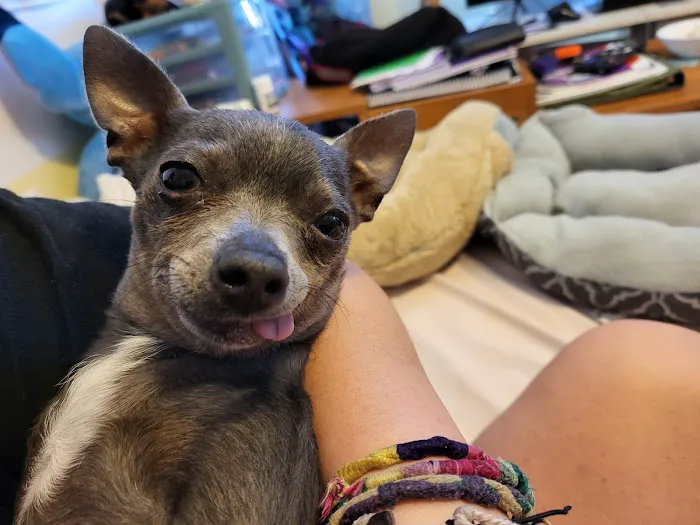 Grand Montecito Animal Hospital Picture 2