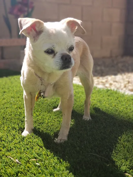 Grand Montecito Animal Hospital Picture 9