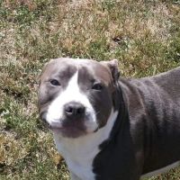 Banfield Pet Hospital ico