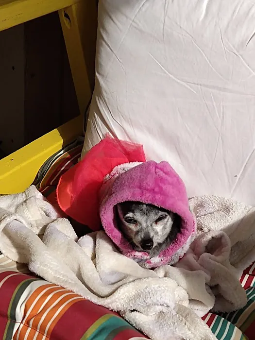 Banfield Pet Hospital Picture 4