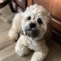 Valley Ranch Animal Hospital ico