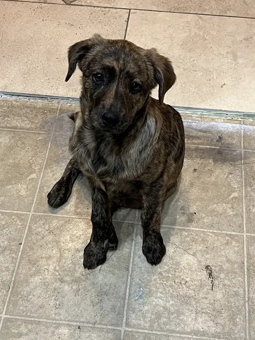 Valley Ranch Animal Hospital Picture 7