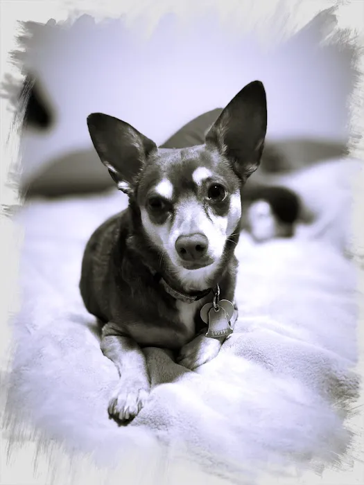 Valley Ranch Animal Hospital Picture 5