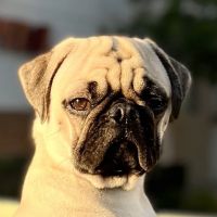 Valley Ranch Animal Hospital: Gershung Tara DVM ico