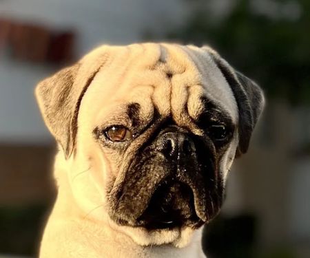 Valley Ranch Animal Hospital: Gershung Tara DVM