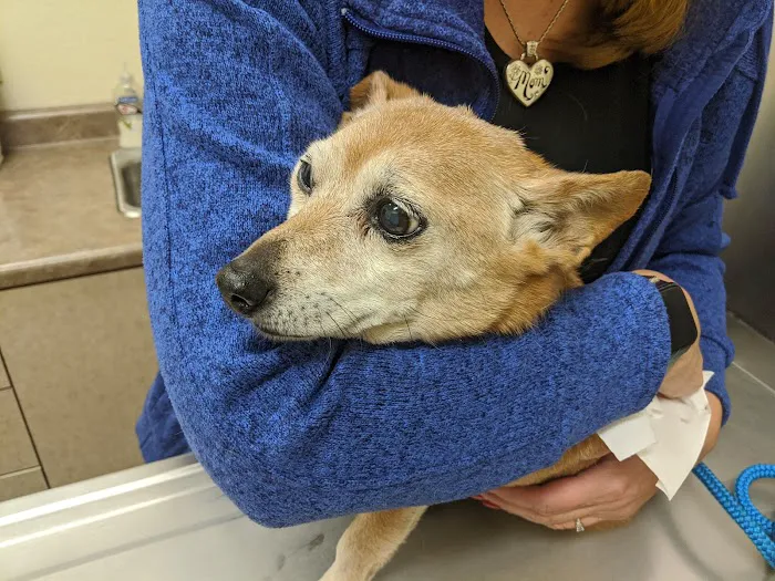 Valley Ranch Animal Hospital: Gershung Tara DVM Picture 10