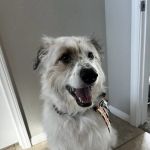 South Buffalo Springs Animal Hospital