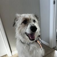 South Buffalo Springs Animal Hospital ico