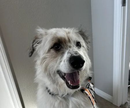 South Buffalo Springs Animal Hospital
