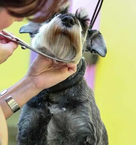 Integrative Veterinary Hospital, LLC Picture 1