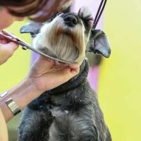 Integrative Veterinary Hospital, LLC ico