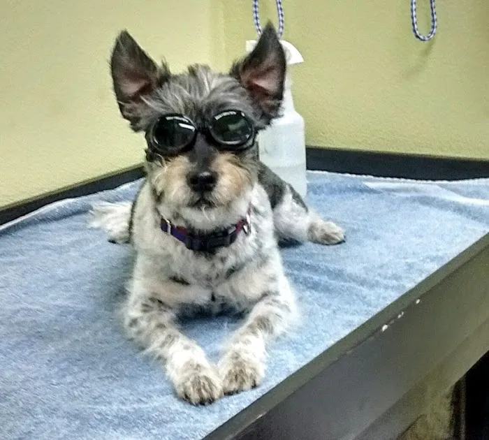 Integrative Veterinary Hospital, LLC Picture 2