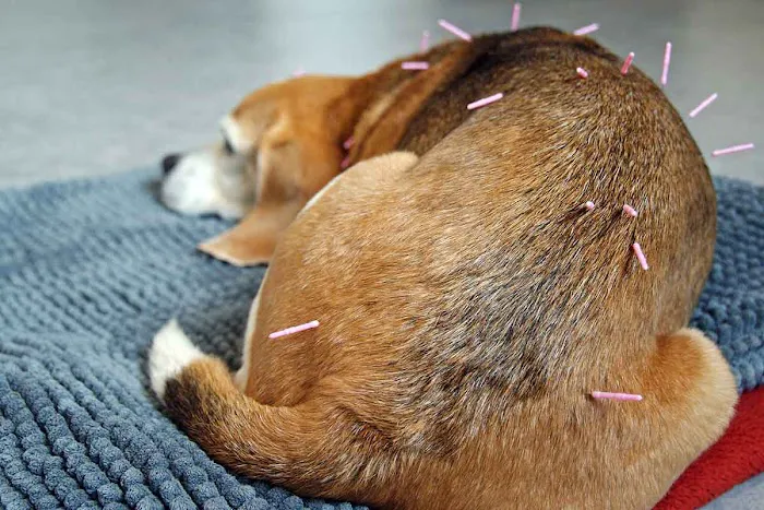 Integrative Veterinary Hospital, LLC Picture 4