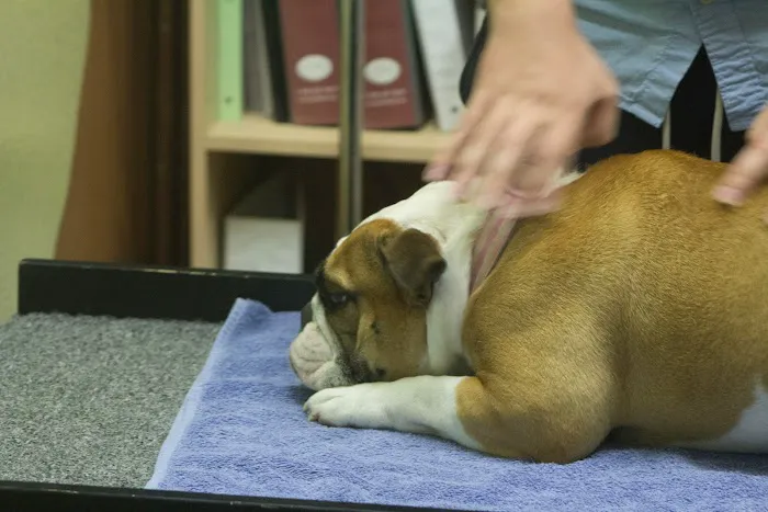 Integrative Veterinary Hospital, LLC Picture 6