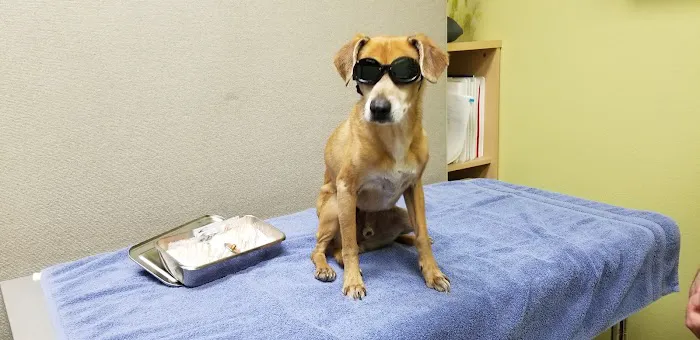 Integrative Veterinary Hospital, LLC Picture 5