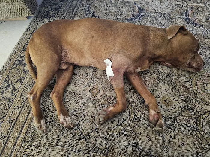 Integrative Veterinary Hospital, LLC Picture 9