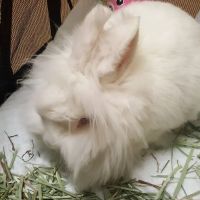 Southern Hills Animal Hospital ico