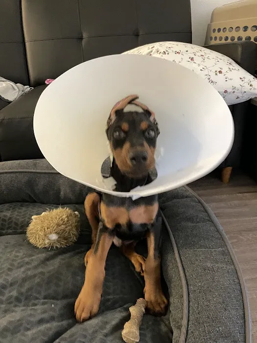 Blue Diamond Animal Hospital Picture 5